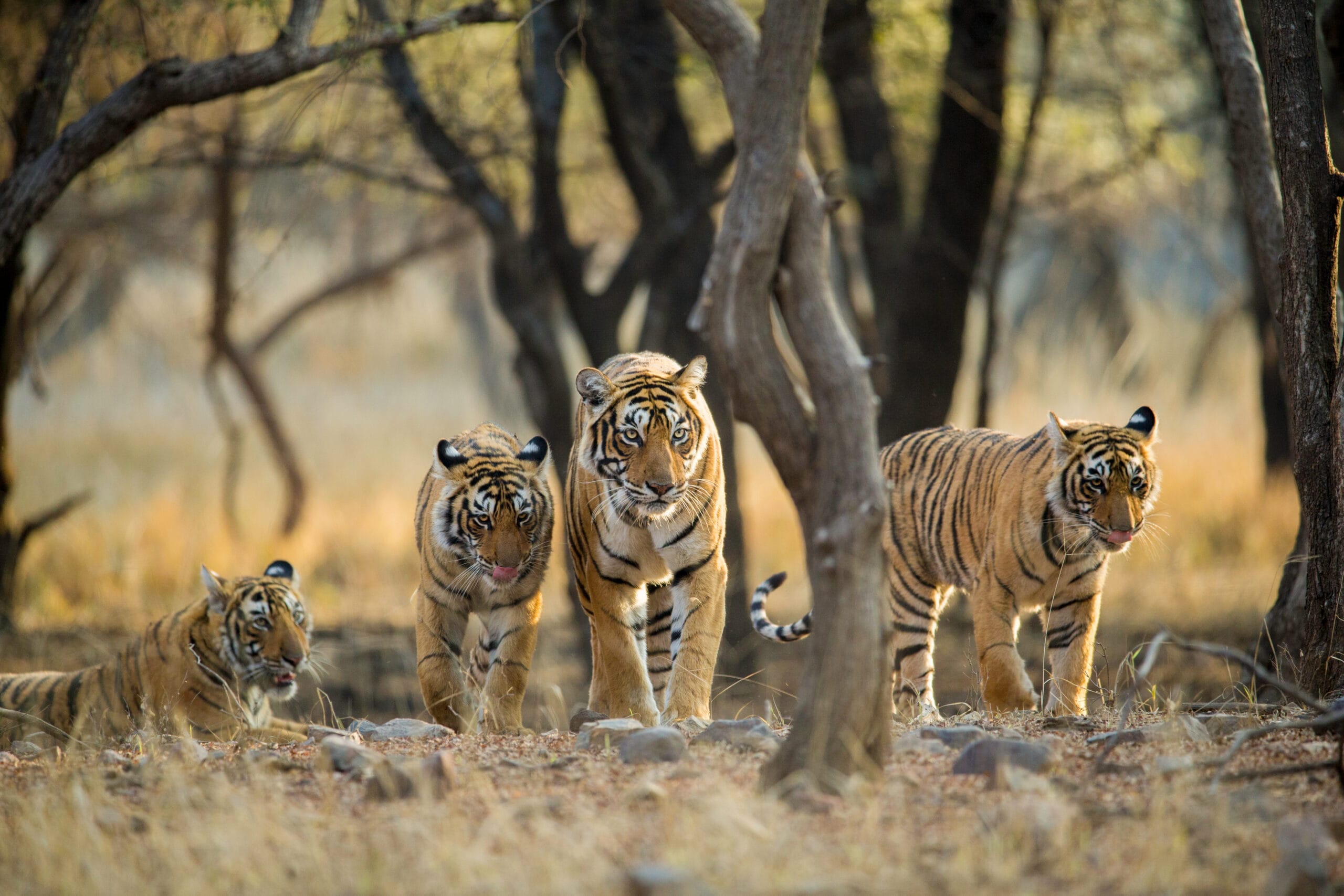 Wild Safaris